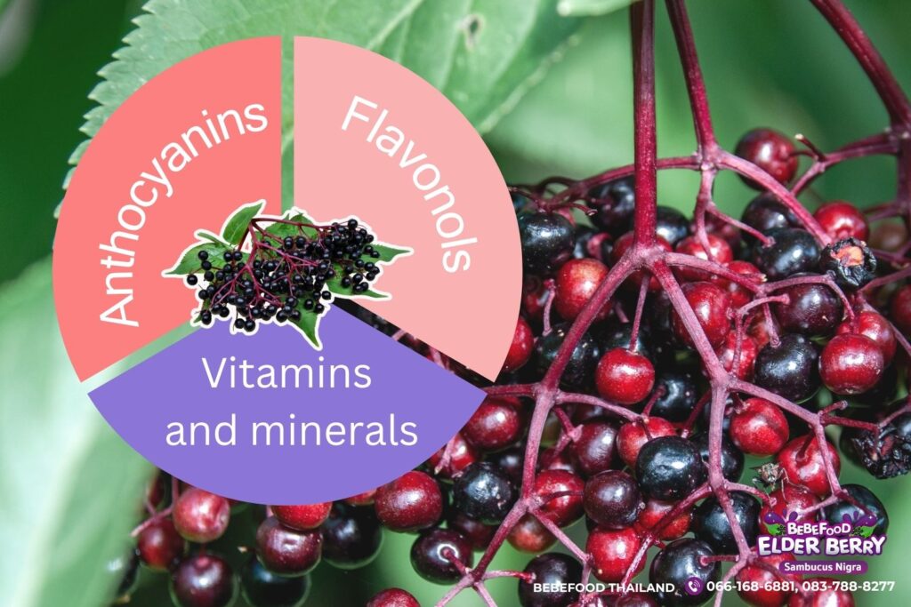 ประโยชน์ของเอลเดอร์เบอร์รี่ ซูเปอร์ฟรุตตัวจริง! ที่มากกว่าแค่แก้หวัด