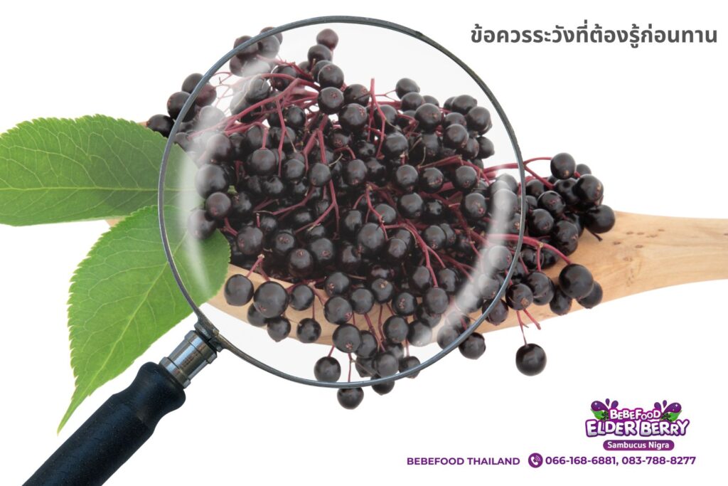 ประโยชน์ของเอลเดอร์เบอร์รี่ ซูเปอร์ฟรุตตัวจริง! ที่มากกว่าแค่แก้หวัด