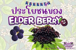 ประโยชน์ของเอลเดอร์เบอร์รี่ ซูเปอร์ฟรุตตัวจริง! ที่มากกว่าแค่แก้หวัด