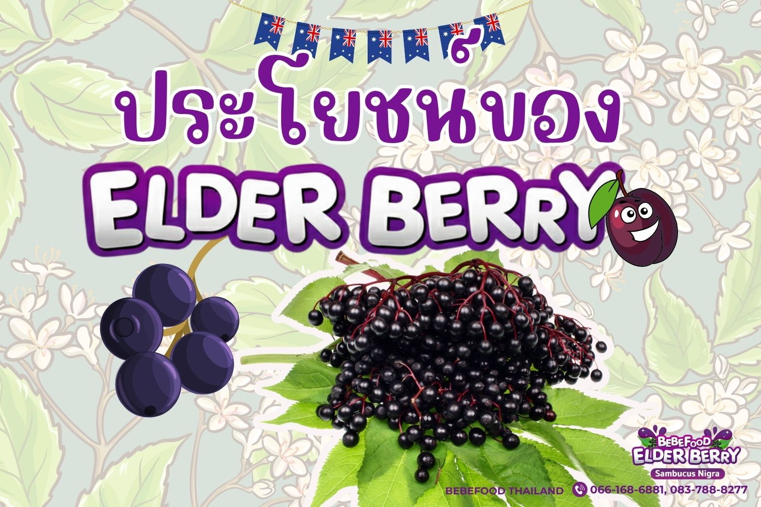 ประโยชน์ของเอลเดอร์เบอร์รี่ ซูเปอร์ฟรุตตัวจริง! ที่มากกว่าแค่แก้หวัด